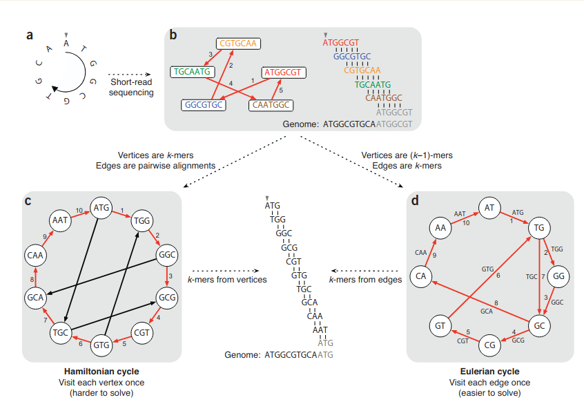 Comparison of Hamiltonian and Eulerian genome-assembly strategies
