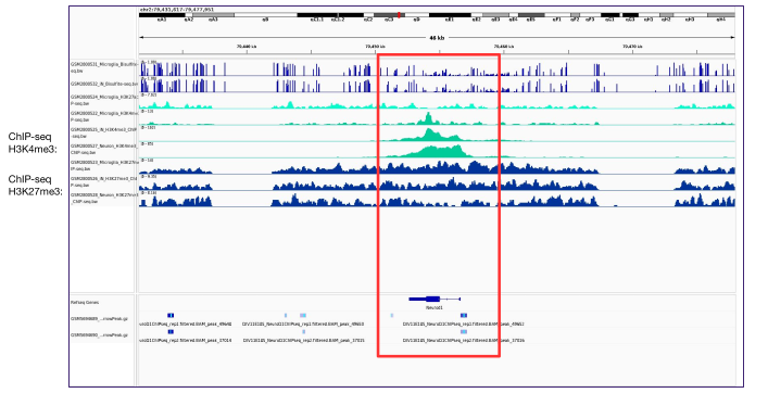 ChIP-seq peaks around the target transcription-factor gene