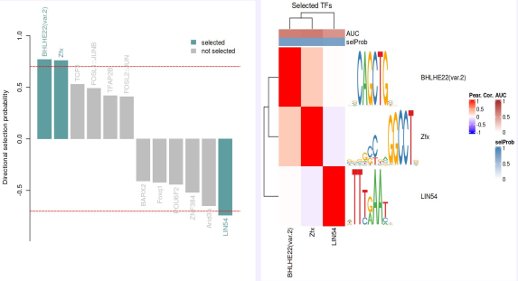 Motif activity in candidate enhancers
