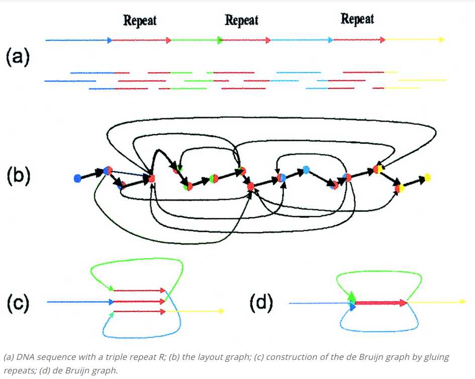 De Bruijn graph built from a sequence containing repeats