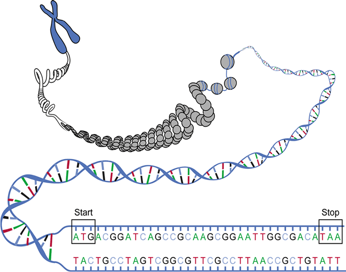 Gene and nucleotide sequence example